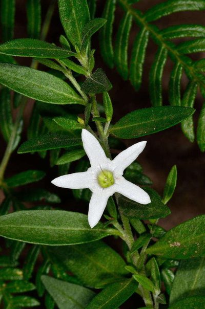 Cyphanthera anthocercidea, photographed by Chris Lindorff