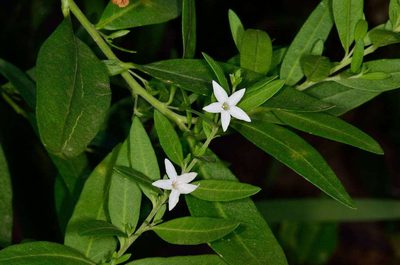 Cyphanthera anthocercidea, photographed by Chris Lindorff