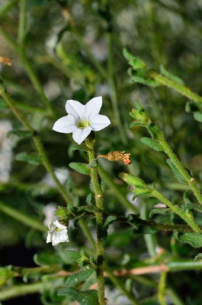 Cyphanthera myosotidea, photographed by Chris Lindorff