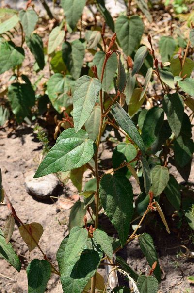 Lasiopetalum macrophyllum, photographed by Chris Lindorff