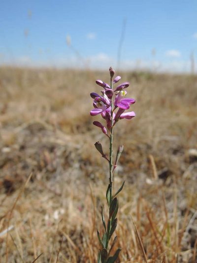 Comesperma polygaloides, photographed by Chris Lindorff