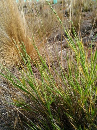 Setaria constricta, photographed by Chris Lindorff