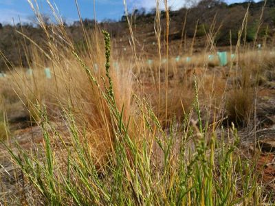 Setaria constricta, photographed by Chris Lindorff