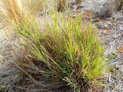 Setaria constricta, photographed by Chris Lindorff