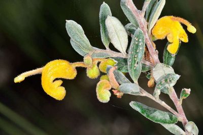 Grevillea chrysophaea, photographed by Chris Lindorff