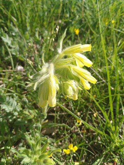 Onosma fastigiata, photographed by Yves Bas