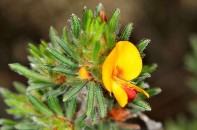 Pultenaea daltonii, photographed by Chris Lindorff