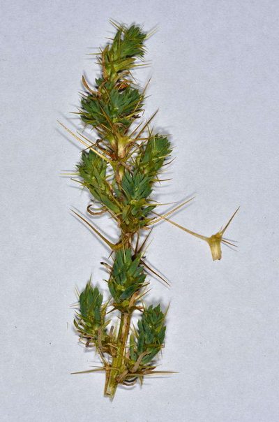 Sclerolaena divaricata, photographed by Chris Lindorff