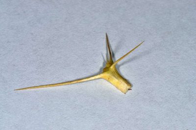 Sclerolaena divaricata, photographed by Chris Lindorff