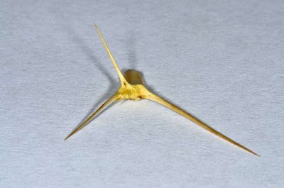 Sclerolaena divaricata, photographed by Chris Lindorff