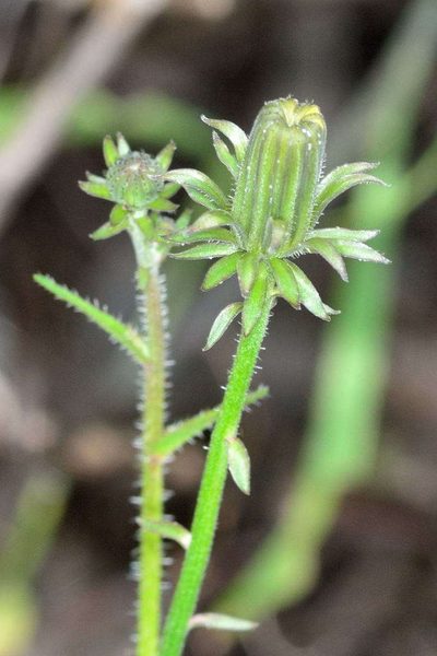 Picris squarrosa, photographed by Chris Lindorff