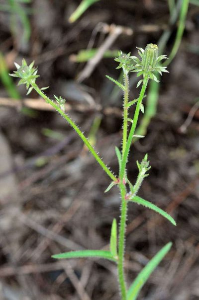 Picris squarrosa, photographed by Chris Lindorff
