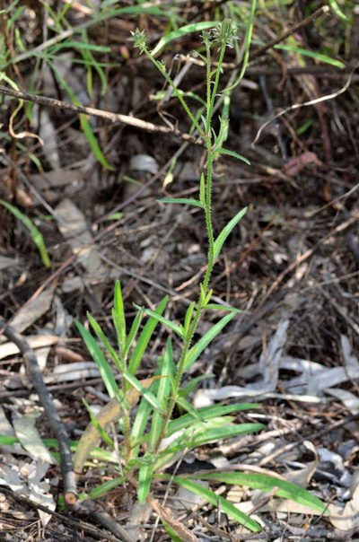 Picris squarrosa, photographed by Chris Lindorff