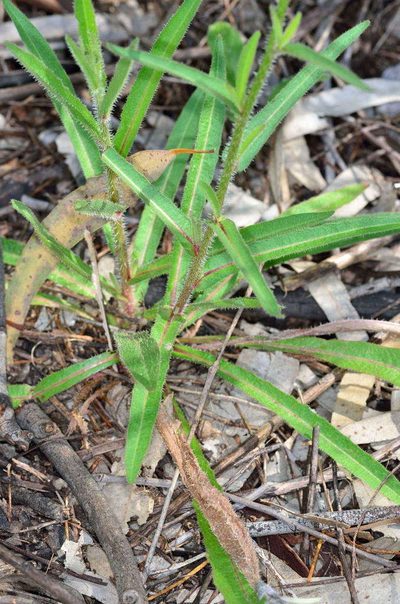 Picris squarrosa, photographed by Chris Lindorff