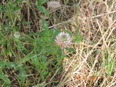 Trifolium vessiculosum, photographed by judykayreeves