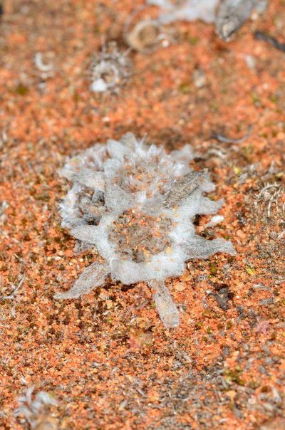 Chthonocephalus pseudevax, photographed by Chris Lindorff