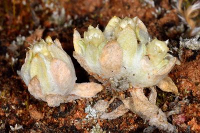 Actinobole uliginosum, photographed by Chris Lindorff