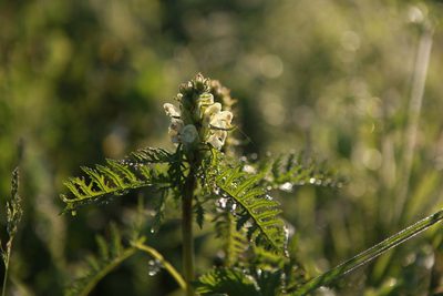 Pedicularis sibirica, photographed by Нурхайдарова Татьяна