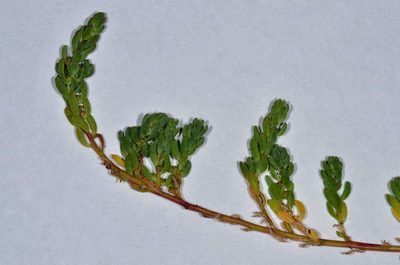 Osteocarpum salsuginosum, photographed by Chris Lindorff