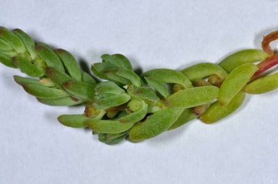 Osteocarpum salsuginosum, photographed by Chris Lindorff