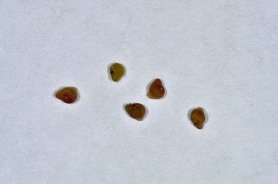Osteocarpum salsuginosum, photographed by Chris Lindorff