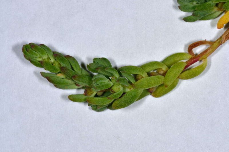 Osteocarpum salsuginosum, photographed by Chris Lindorff