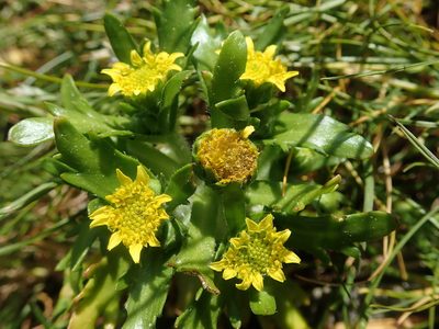 Lasthenia maritima, photographed by Nolan Exe