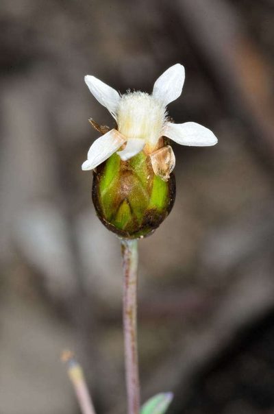 Rhodanthe stricta, photographed by Chris Lindorff