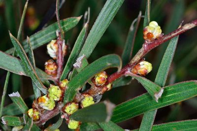 Hakea ulicina, photographed by Chris Lindorff