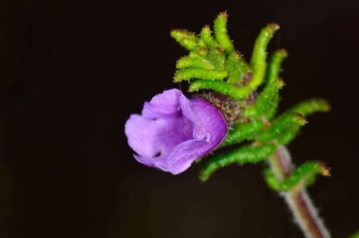 Prostanthera decussata, photographed by Chris Lindorff