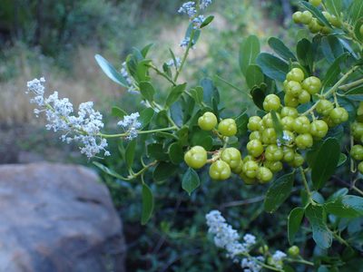 Ceanothus spinosus, photographed by George Williams