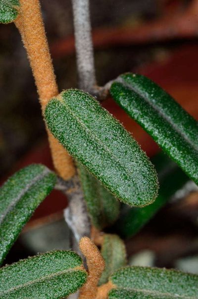 Astrotricha ledifolia, photographed by Chris Lindorff