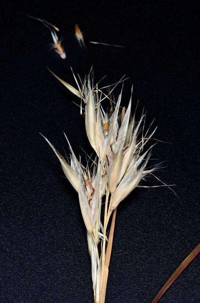 Rytidosperma duttonianum, photographed by Chris Lindorff