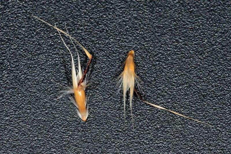 Rytidosperma duttonianum, photographed by Chris Lindorff