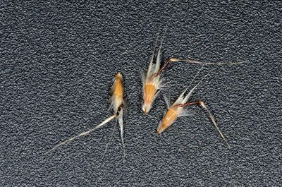 Rytidosperma duttonianum, photographed by Chris Lindorff