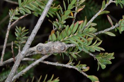 Melaleuca decussata, photographed by Chris Lindorff