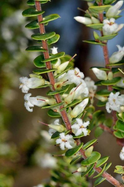 Styphelia cordifolia, photographed by Chris Lindorff