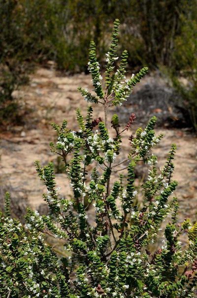 Styphelia cordifolia, photographed by Chris Lindorff