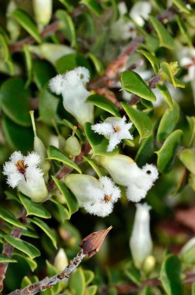 Styphelia cordifolia, photographed by Chris Lindorff