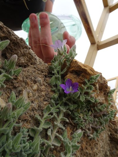 Campanula mollis, photographed by Quentin Groom