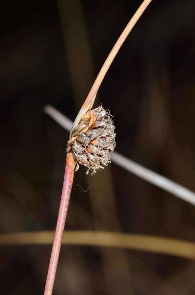 Chorizandra enodis, photographed by Chris Lindorff
