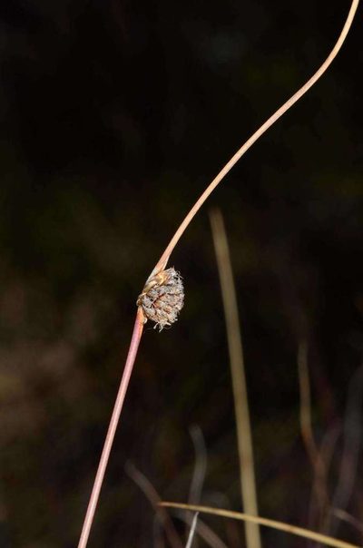 Chorizandra enodis, photographed by Chris Lindorff