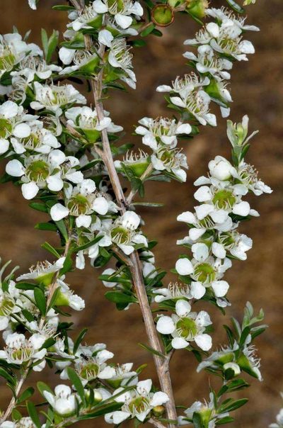 Leptospermum obovatum, photographed by Chris Lindorff