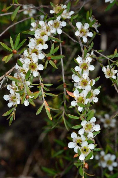 Leptospermum obovatum, photographed by Chris Lindorff