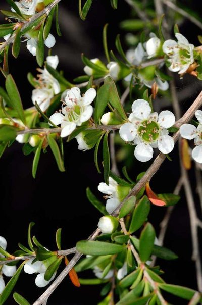 Leptospermum obovatum, photographed by Chris Lindorff