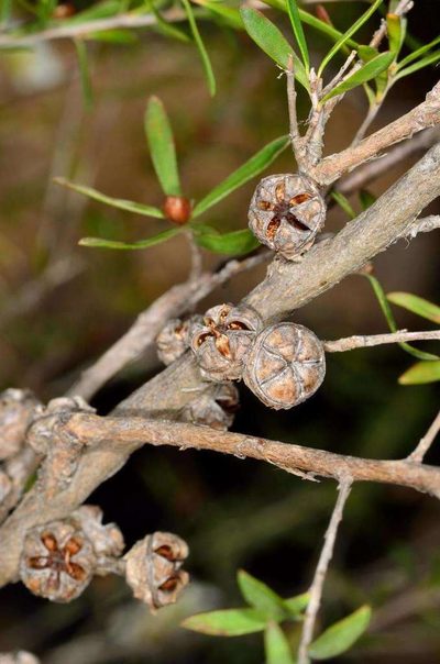 Leptospermum obovatum, photographed by Chris Lindorff