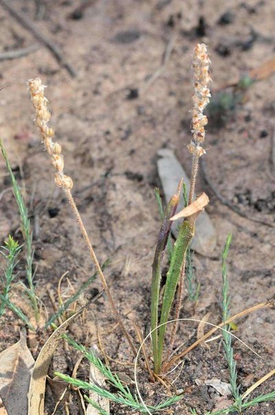 Plantago gaudichaudii, photographed by Chris Lindorff
