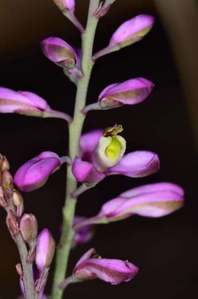 Comesperma polygaloides, photographed by Chris Lindorff