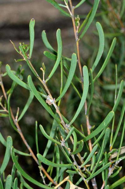 Acacia farinosa, photographed by Chris Lindorff