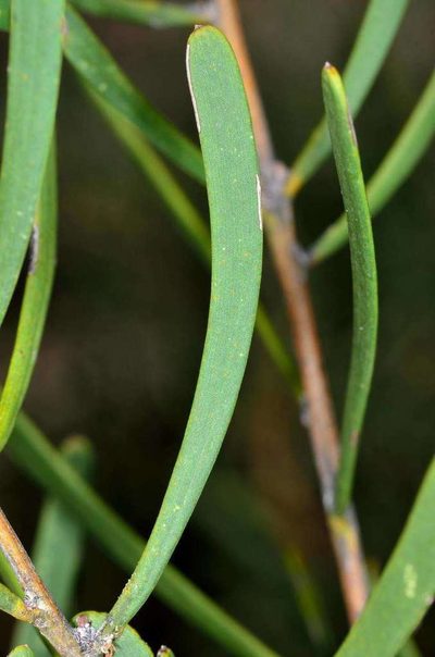 Acacia farinosa, photographed by Chris Lindorff